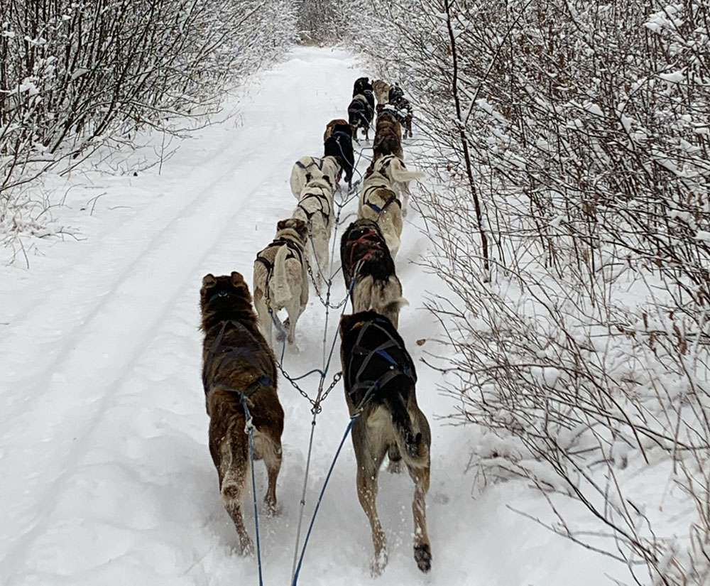 Kiwatchi Adventure-Dog Sled Team