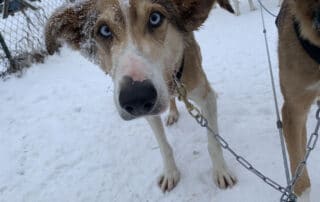 Kiwatchi Adventure-Dog in Snow